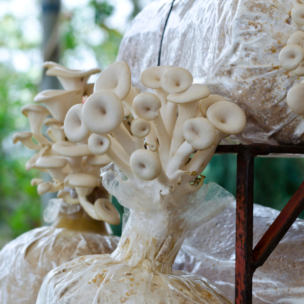 Phoenix Mushrooms