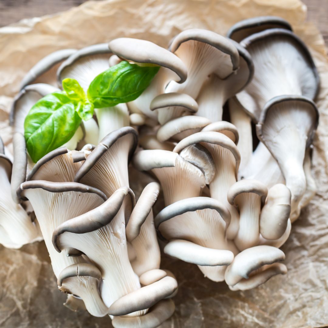 Oyster Mushroom